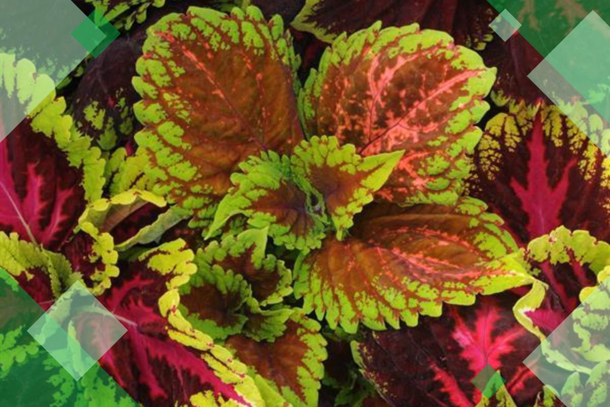 Coleus House Plants With Red Green And Yellow Leaves