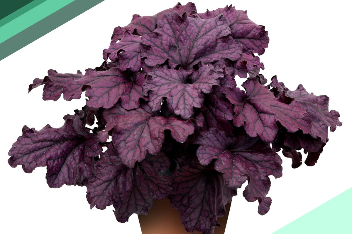 Other Burgundy Leaf (Reddish Purple) Indoor Plant