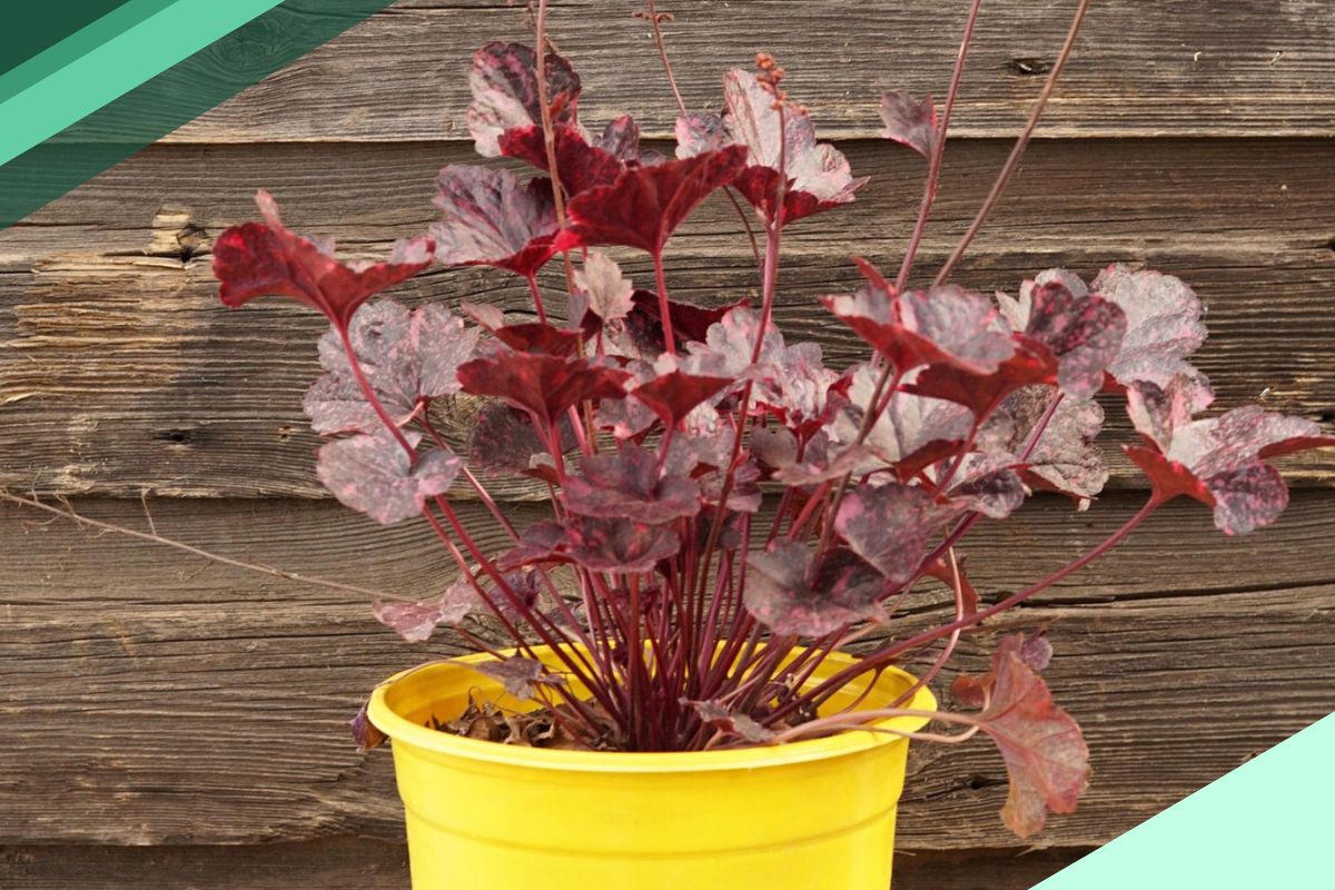 Other Burgundy Leaf (Reddish Purple) Indoor Plant