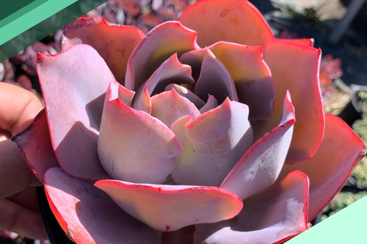 Succulent Red Purple Leaf Plant