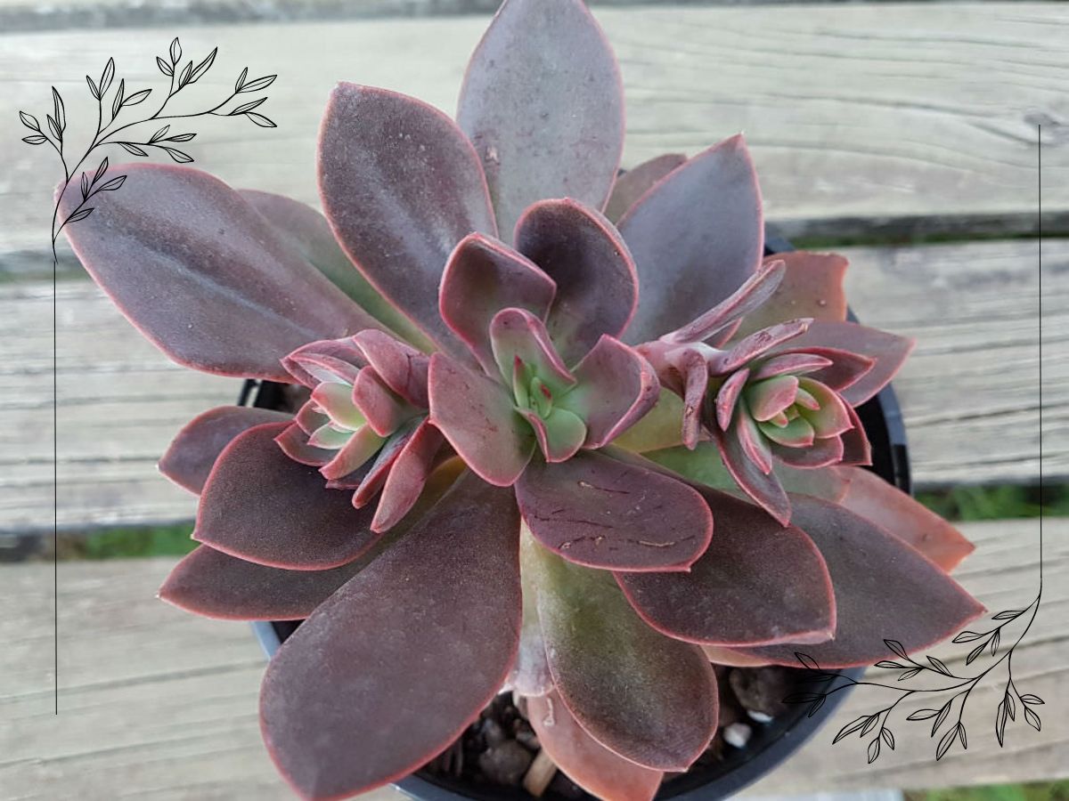 Succulent Plant With Green And Burgundy Leaves