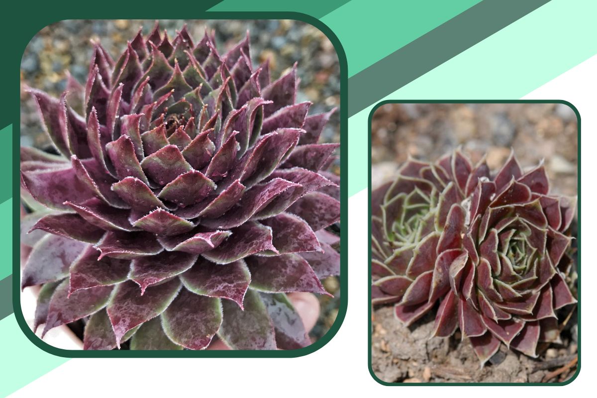 Succulent Red Purple Leaf Plant