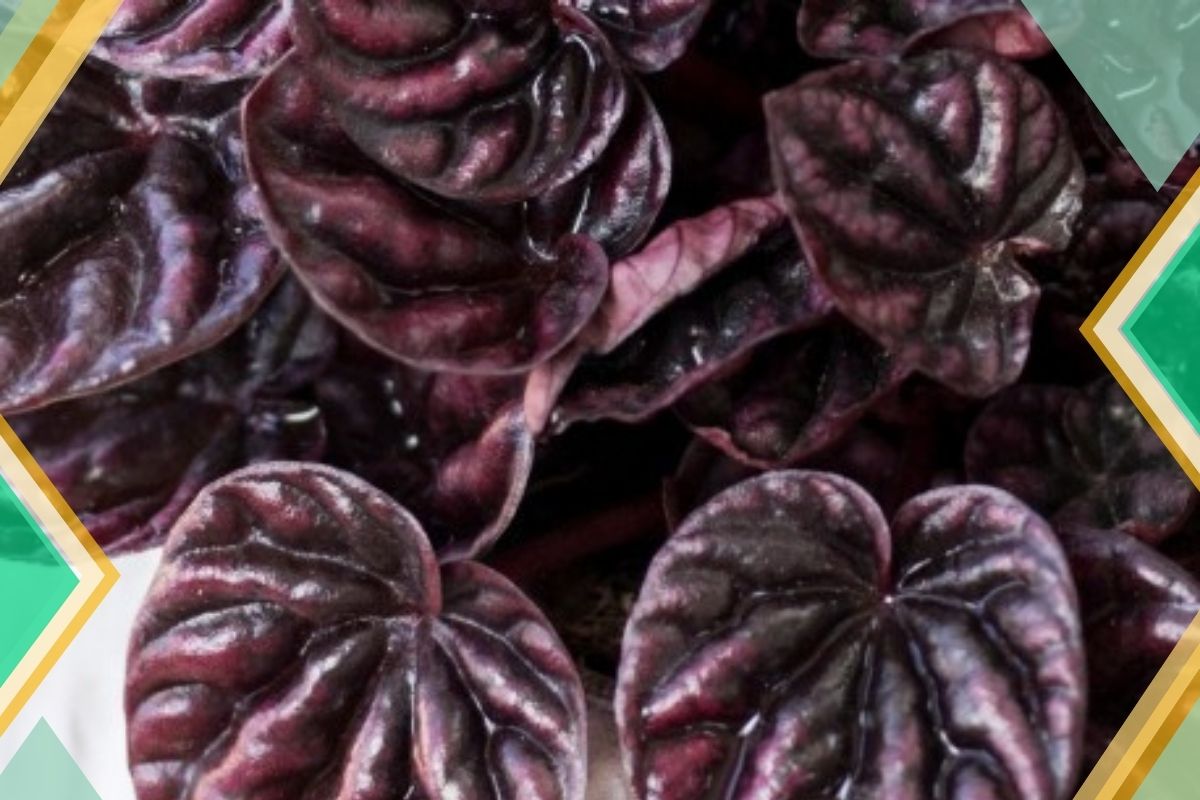 Peperomia: Small Plant With Red And Green Leaves