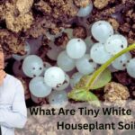 What are tiny white eggs in houseplant soil?