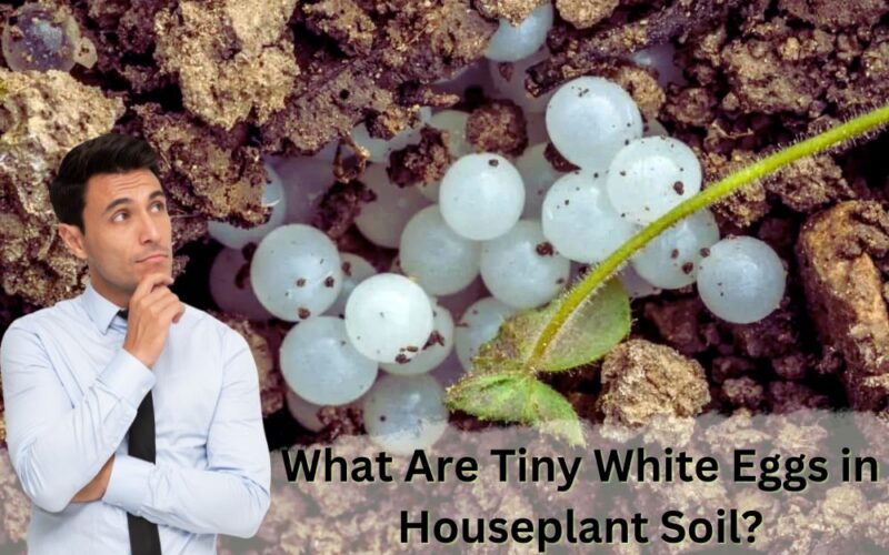 What Are Tiny White Eggs in Houseplant Soil: Detect with Images
