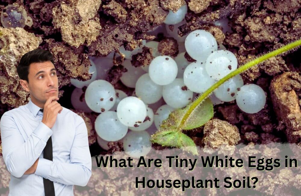 What Are Tiny White Eggs in Houseplant Soil Detect with Images InHousePlant Your Ultimate