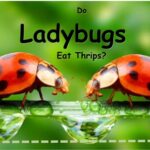 ladybugs eat thrips