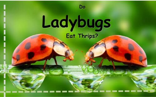 ladybugs eat thrips