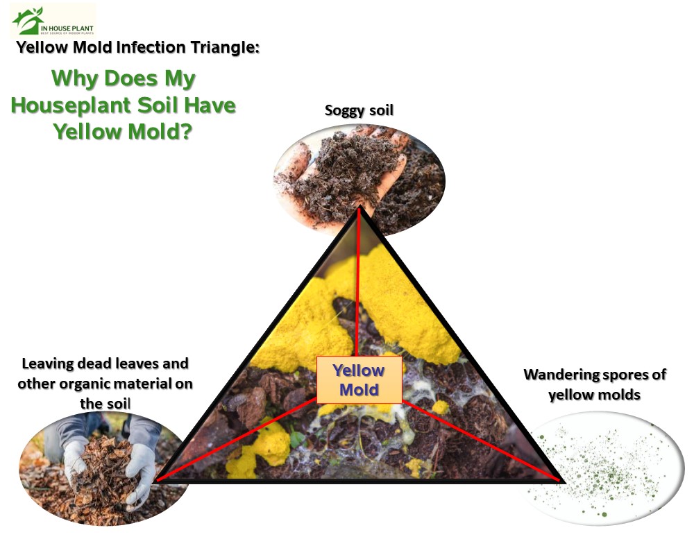 yellow mold infection triangle that help you to control its infection