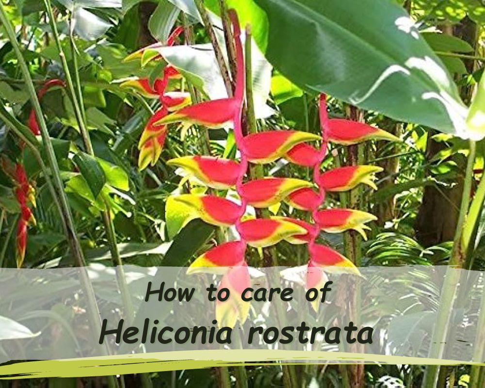 Heliconia rostrata (Hanging lobster claw) caring
