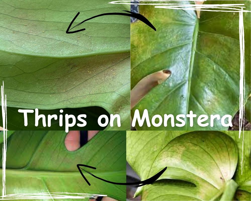 the symptoms of thrips on Monstera