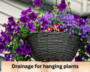 the importance of drainage for hanging plants 
