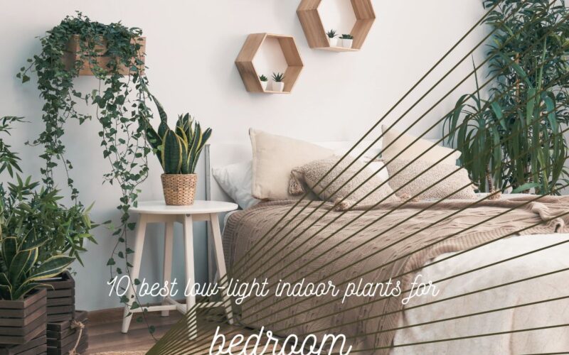Top 10 Low-Light Indoor Plants for Bedroom in 2024: Tried and True