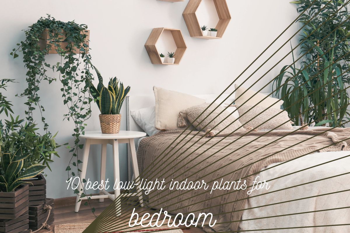 Top 10 Low-Light Indoor Plants for Bedroom in 2024: Tried and True ...