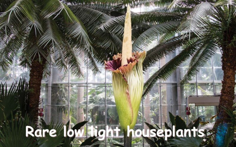 Rare Low-Light Houseplants in 2024: Choosing Wisely Based on Expert Tips