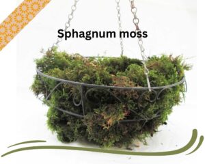 Sphagnum moss liner in hanging wire basket