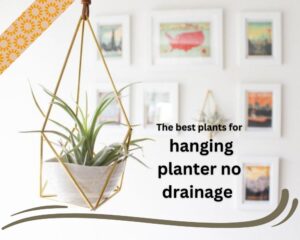 best plants for hanging planters with no drainage 