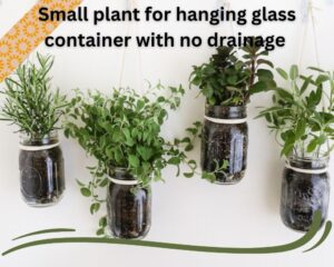 Small plant for hanging glass containers with no drainage