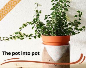 double pot method