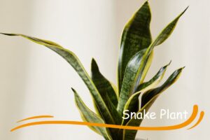 Snake Plant can thrive in dim rooms