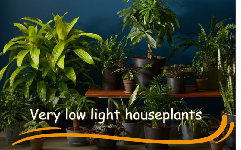 very low-light houseplants