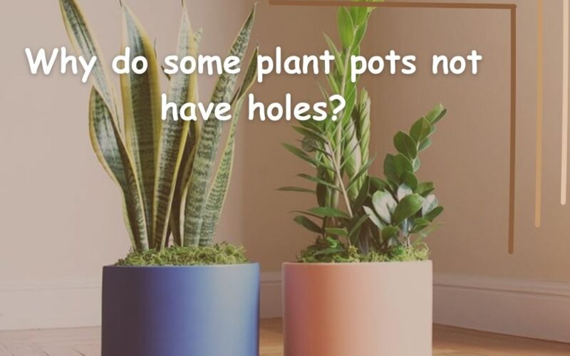 Why Do Some Plant Pots not Have Holes? The Best Answer
