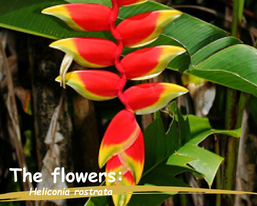 the flower of Heliconia rostrata 