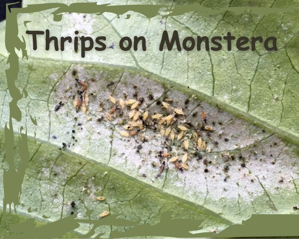 a colony of thrips bugs on monstera