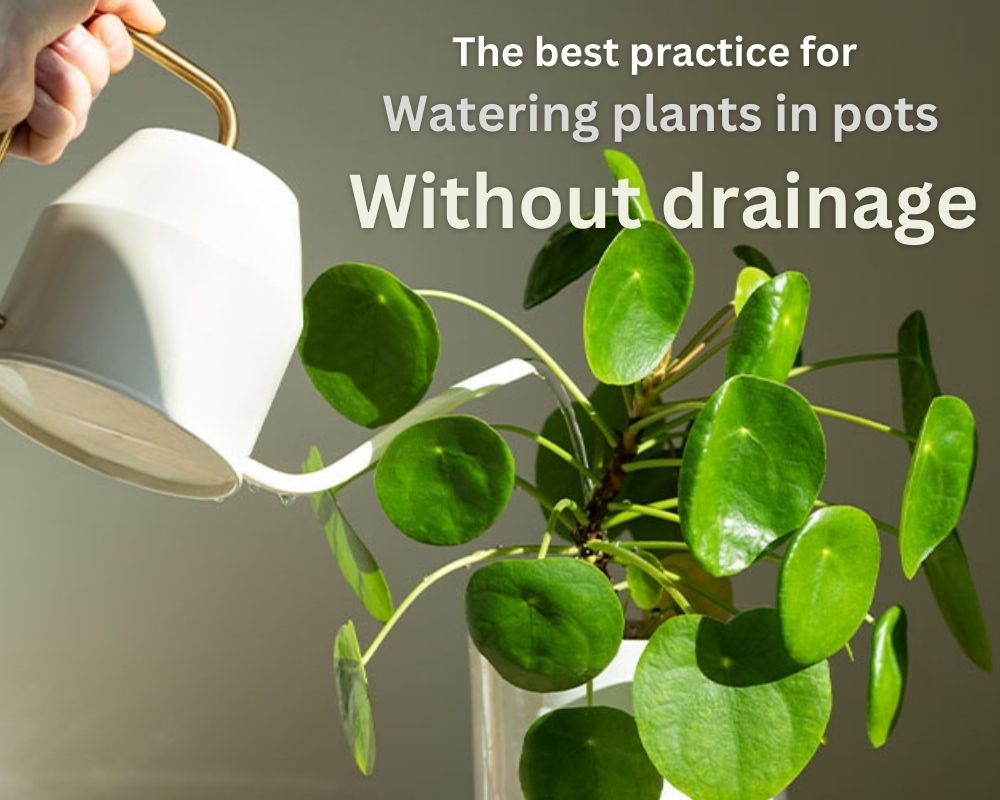 The best practice for Watering plants in pots without drainage InHousePlant Your Ultimate
