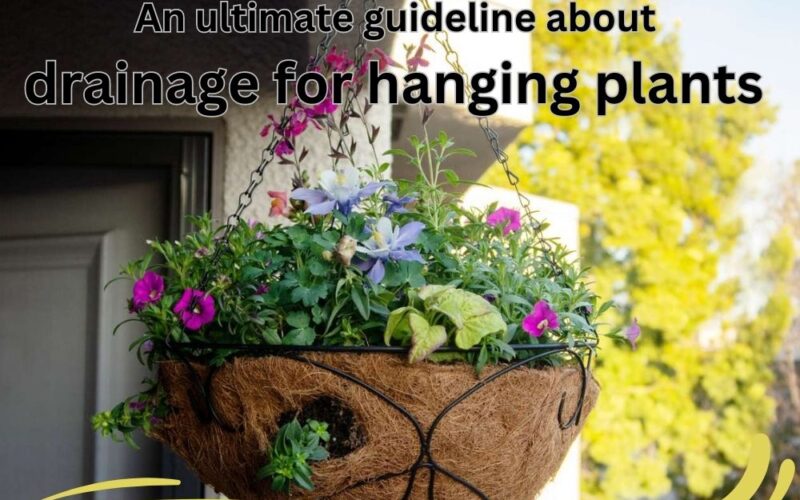 An ultimate guideline about drainage for hanging plants | update 2023