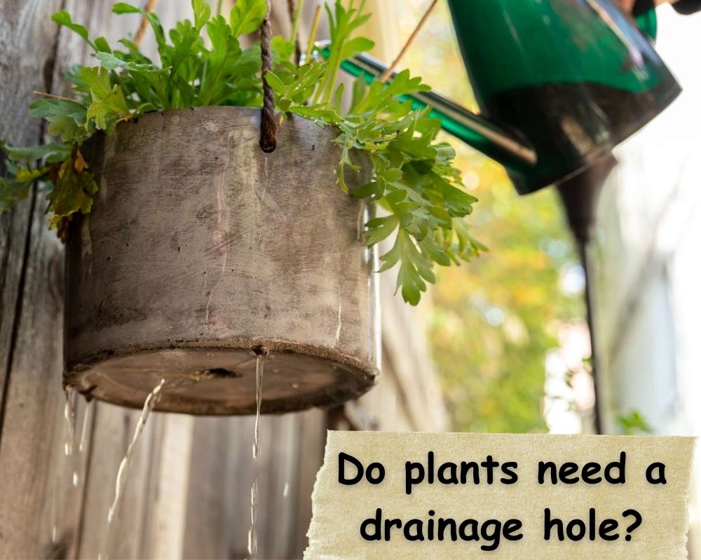 the importance of drainage hole in pots