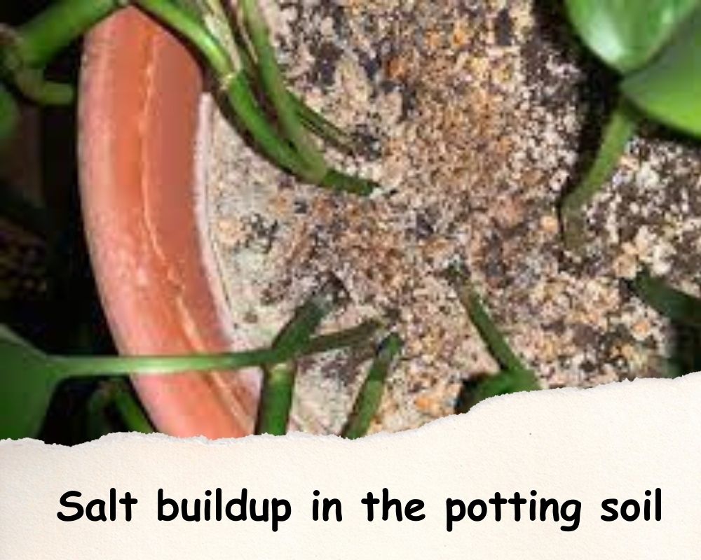 Salt buildup in potting soil