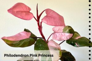 Philodendron Pink Princess is a rare plant