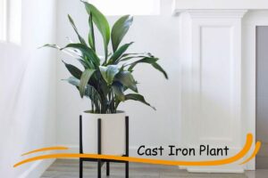 Cast Iron Plant 