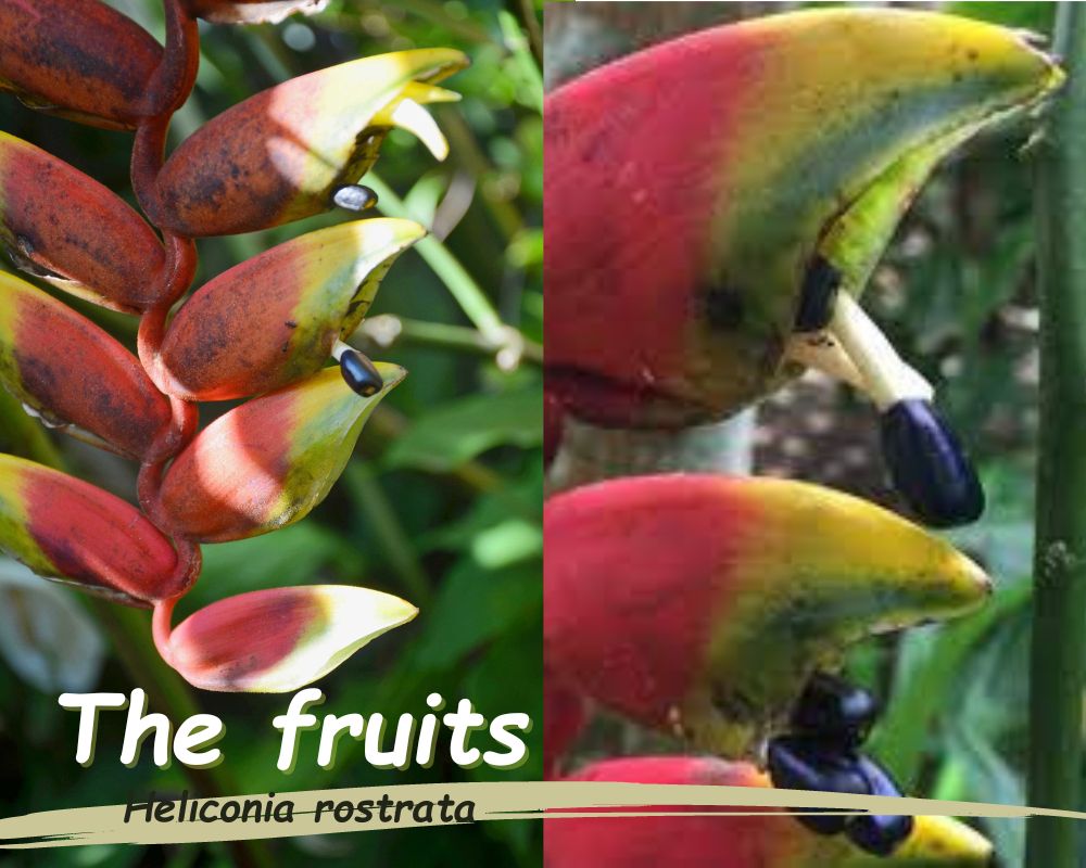 the fruit of Heliconia rostrata 
