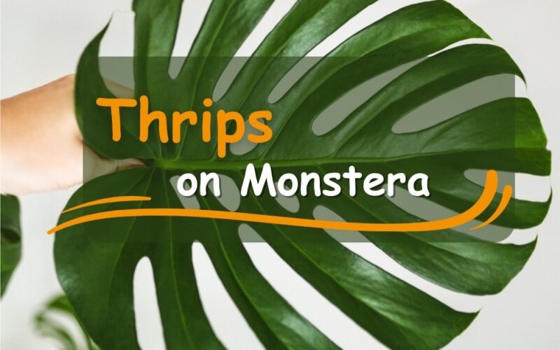 Thrips on Monstera: Hear to my Experiences to Get Rid of Them