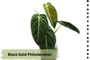 Black Gold Philodendron is a rare low light plant