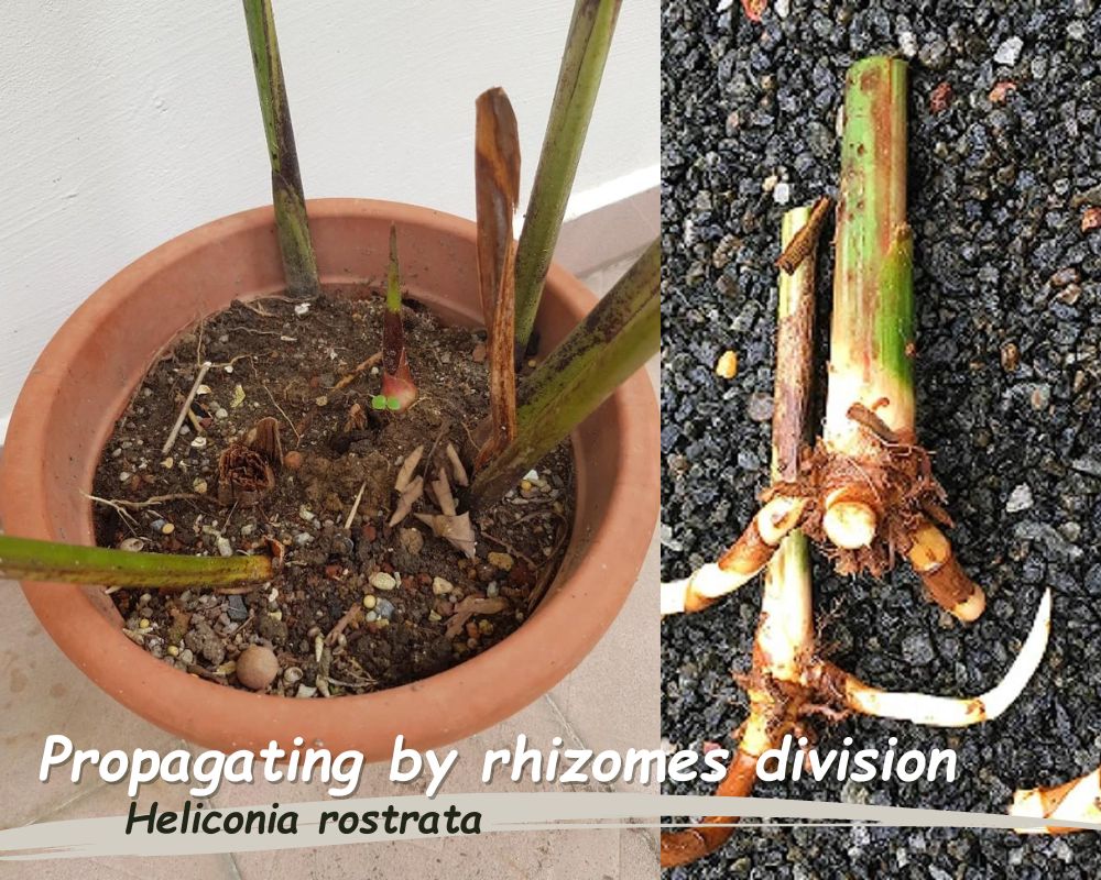 propagation of Heliconia rostrata by rhizome division 
