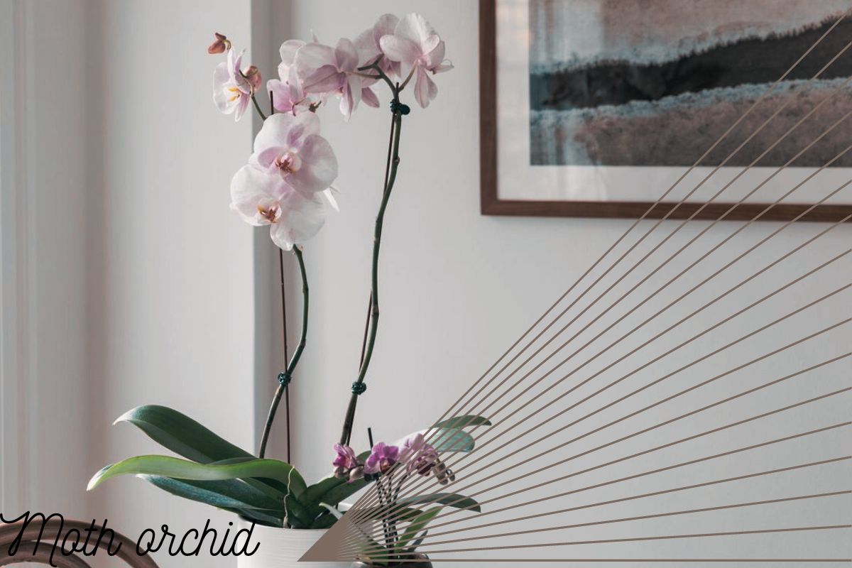 Moth orchid  for low light bedrooms