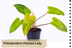 Philodendron Painted Lady is a rare plant