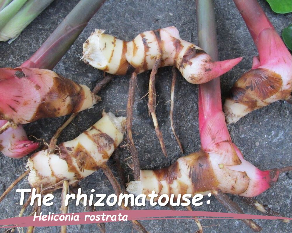 the rhizomatouse of Heliconia rostrata 
