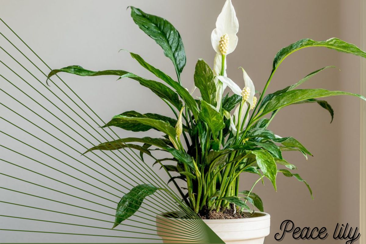 peace lily: low light indoor plant for bedrooms