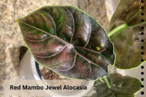 Red Mambo Jewel Alocasia