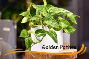 Golden Pothos is a very low light plant
