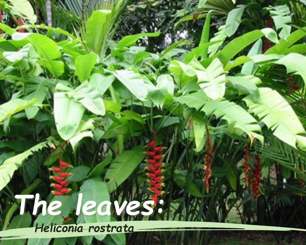 the leaves of Heliconia rostrata (Hanging lobster claw) 