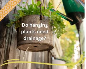 hanging plants need drainage