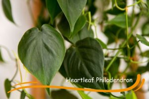 Heartleaf Philodendron can grow in low light conditions