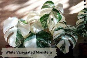 White Variegated Monstera is a rare plant