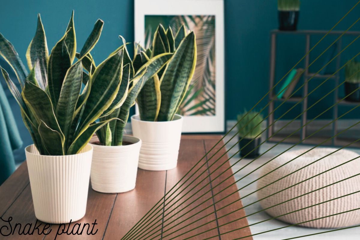 snake plant is best for low light bedrooms
