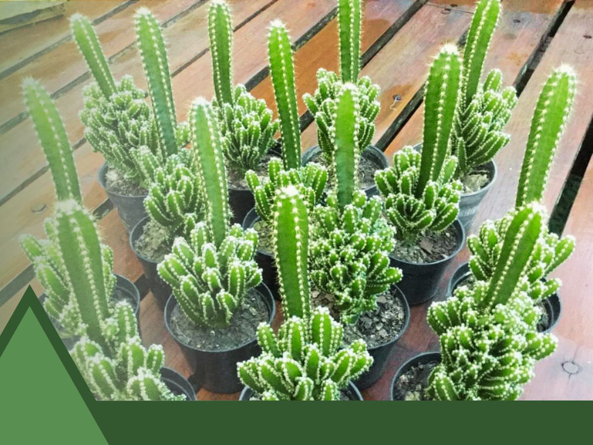 Columnar Cactus Identification